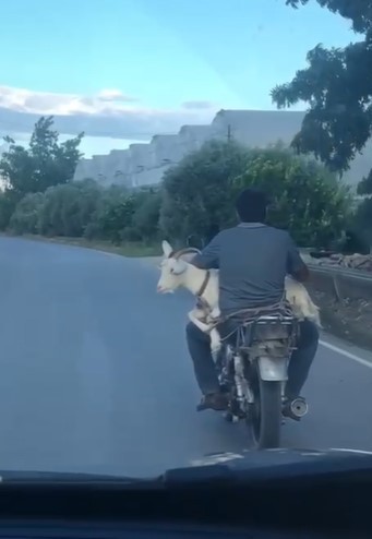 Antalya’da keçinin motosiklet yolculuğu kamerada