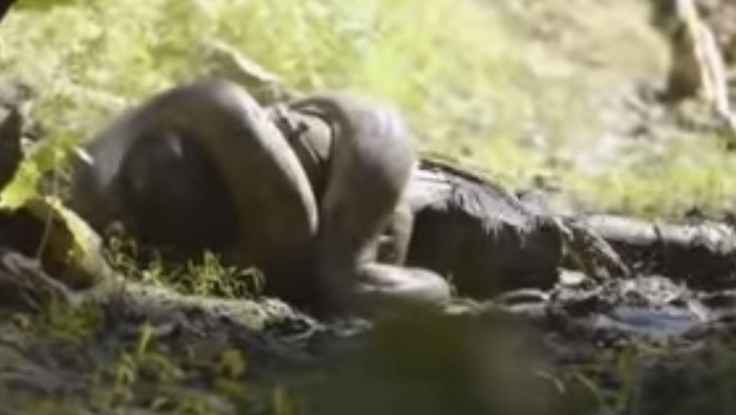 Anakonda yılanı belgeselci Paul Rosolieyi canlı canlı yuttu! Dehşet anlarını arkadaşları kameraya aldı