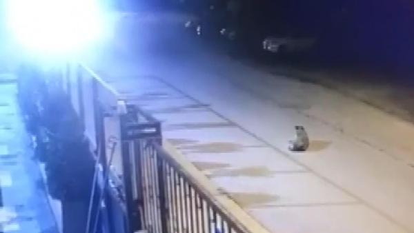 tuzlada-kopek-ezen-sahis-yoluna-devam-etti-o-anlar-kamerada-1632810076493.jpg Tuzla’da köpek ezen şahıs yoluna devam etti! O anlar kamerada - 2