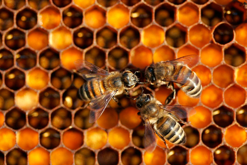 Akçaabat’ta bal ormanları kurularak hem arı ölümleri önlenecek hem de bal verimi artırılacak