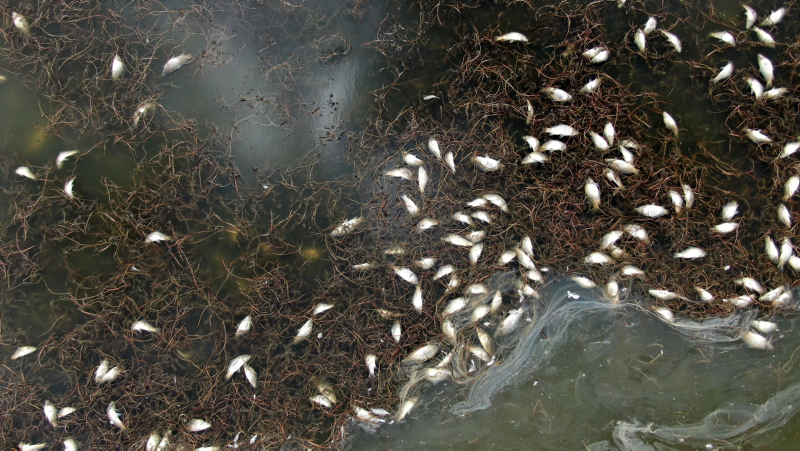 Sivas’ta korkutan görüntü! Ulaş Gölü’ndeki toplu balık ölümleri endişelendiriyor