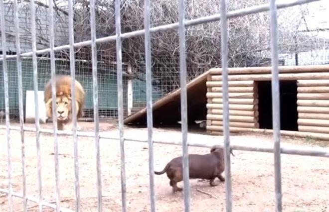 Hayvanat bahçesinde aslanın kafesine köpek bıraktılar! Kimse bu kadarını beklemiyordu