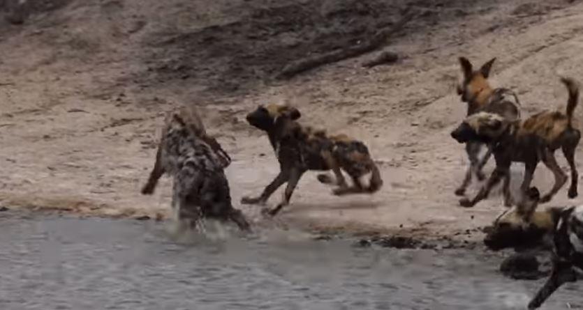 Afrika yaban köpekleri sırtlanı tek yakaladı! En acımasız hayvanlar karşı karşıya