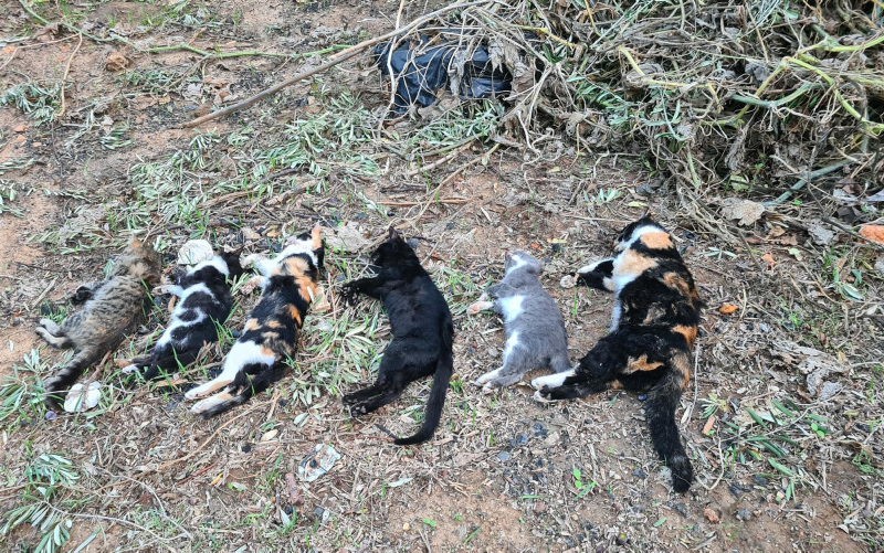 Bodrumda 20 kedinin ölüsü bulundu! Tarım ilacıyla mı zehirlediler?