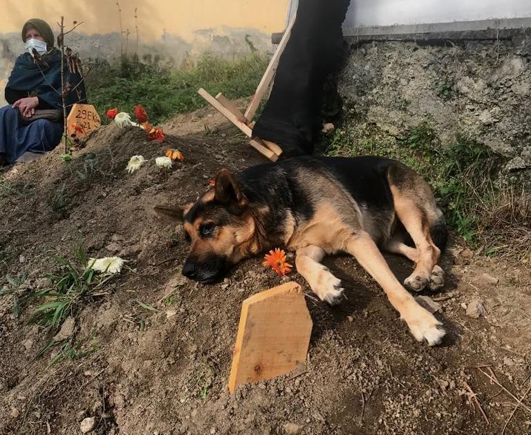 Vefa köpek ‘Fero’! Sahibinin mezarının başından ayrılmıyor