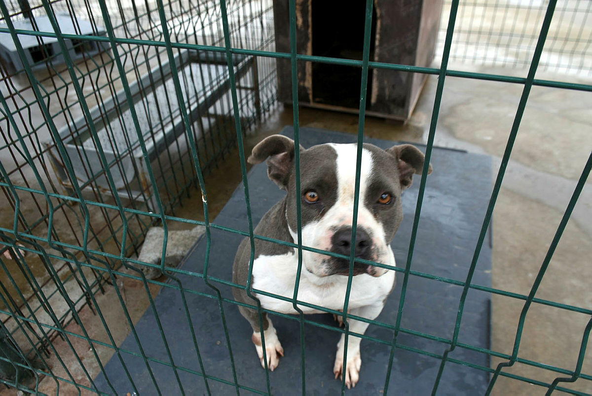 Yasaklı ırk köpekleri: Pitbull! Özgür kalmaları için tek yok var