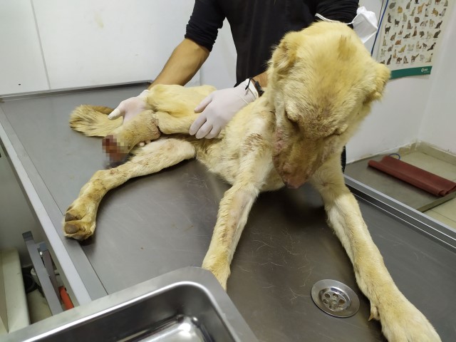 Canice ve vahşice bir işkence 6 aylık köpeğin ayağını kestiler boynuna ip geçirdiler