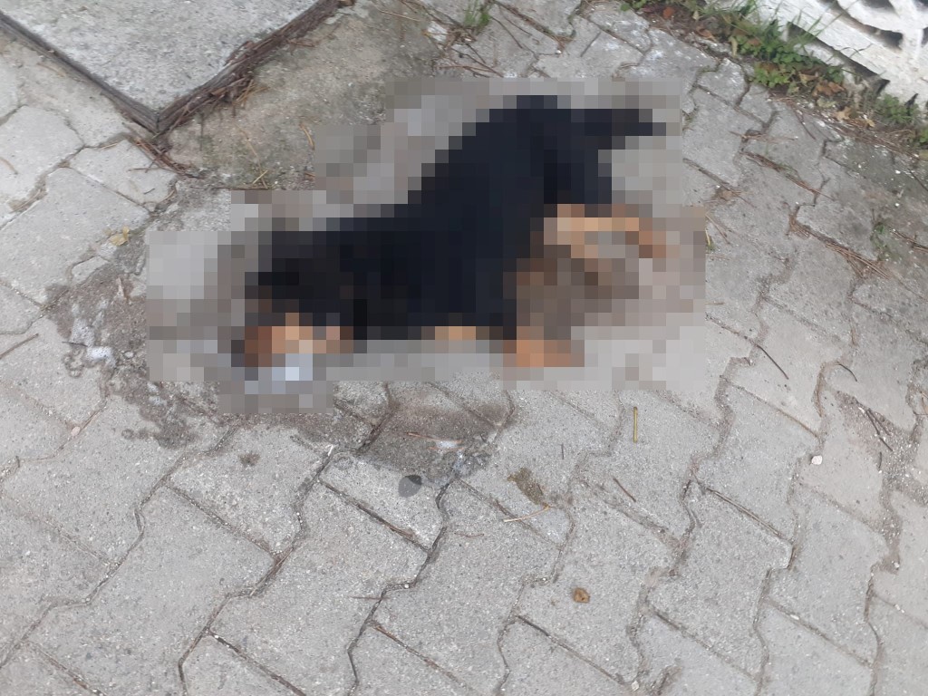 İzmirde vicdansızlık! Zehirlenen 31 sokak hayvanı öldü