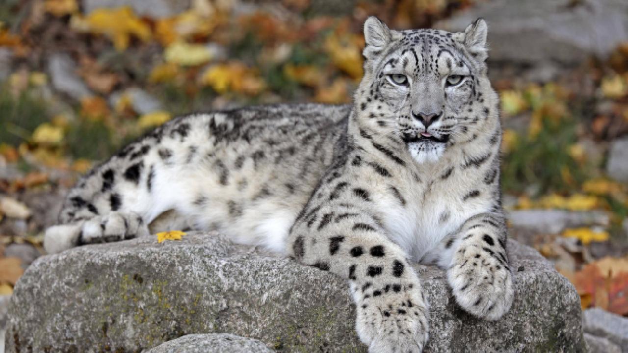 Üç kar leoparı koronavirüsten öldü! Hayvanlardan koronavirüs geçer mi? ABDdeki hayvanat bahçesinden resmi açıklama