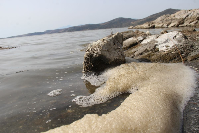 Bafa Gölünde sular çekilince ortaya çıktı! İstilacı kurt uyarısı