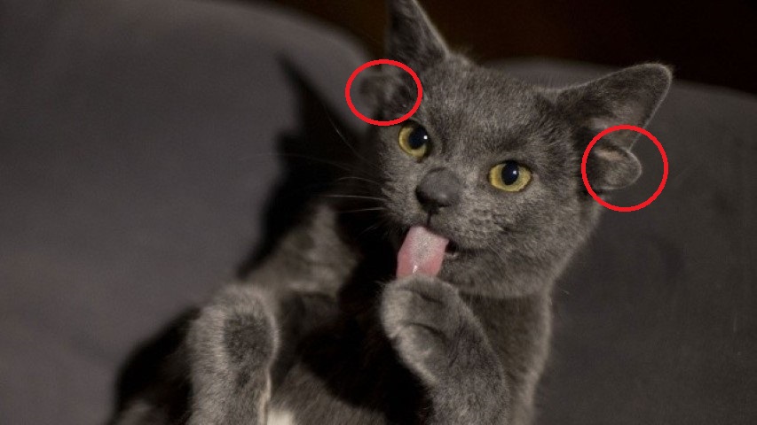 Ankaradaki 4 kulaklı kedi sosyal medyada çok konuşuldu