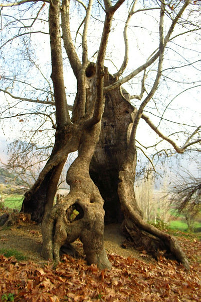 bin-yillik-cinar-agaci-yillara-meydan-okuyor-1638179045869.jpg Bin yıllık çınar ağacı, yıllara meydan okuyor - 1