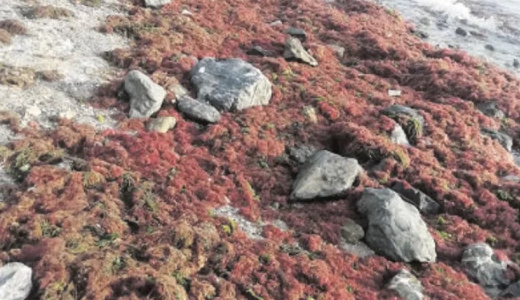 Lodosun ardından Marmara Denizi’nin kırmızı algleri kıyıya vurdu