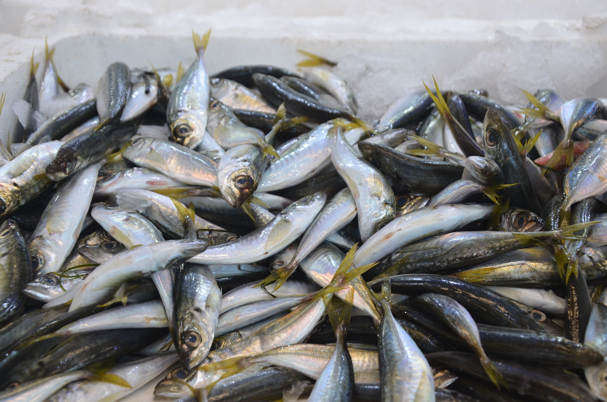 Lodosun balık tezgahlarına etkisi: Hamsi 35 TL oldu