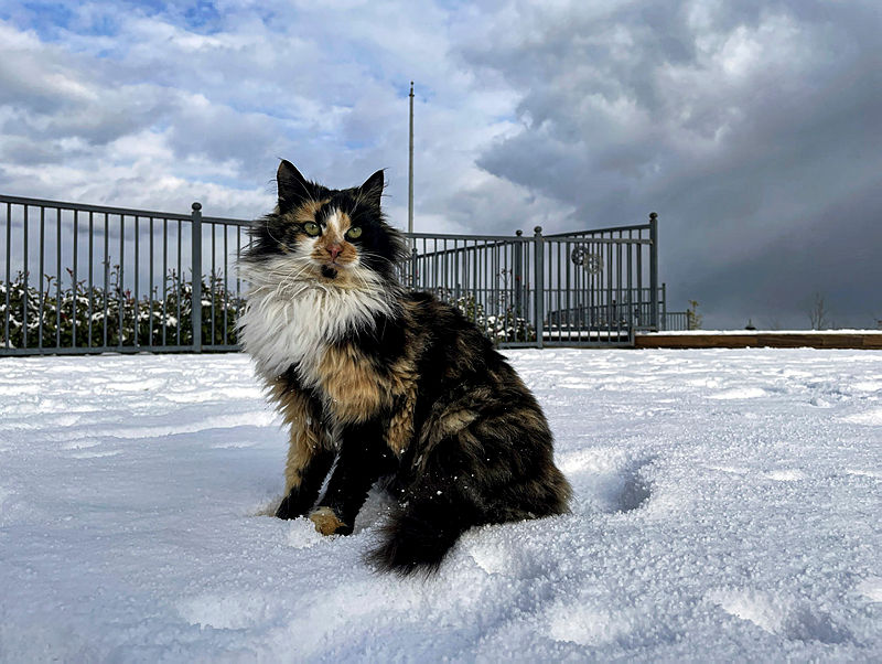 Meteoroloji son dakika: İstanbul kar yağışı kaç gün sürecek? İstanbul kar yağışı ne zaman bitecek? Meteoroloji son dakika: İstanbul kar yağışı kaç gün sürecek? İstanbul kar yağışı ne zaman bitecek?