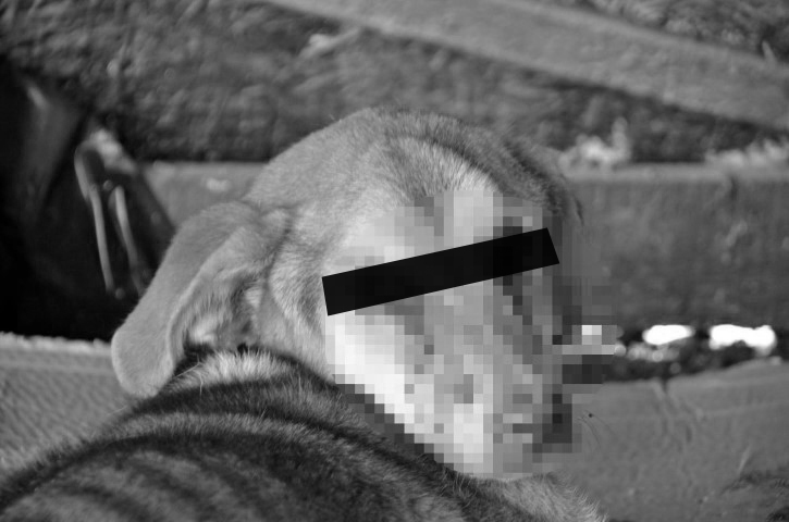 Sokak köpeğinin gözlerini kızgın madde döküp oydular! Zonguldaktan kan donduran olay