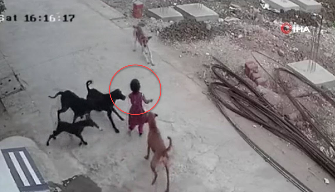 4 yaşındaki küçük çocuğa sokak köpekleri saldırdı | Kan donduran görüntüler +18