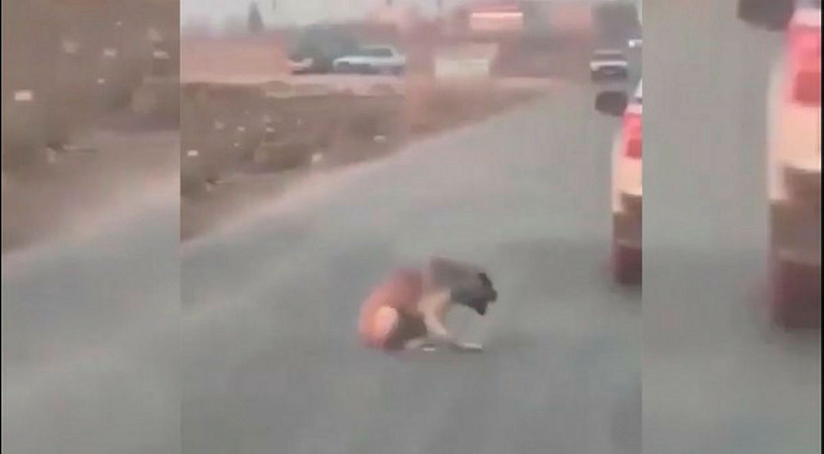 Şanlıurfada araçtan köpeğe ateş edip yaralayan şüpheli yakalandı