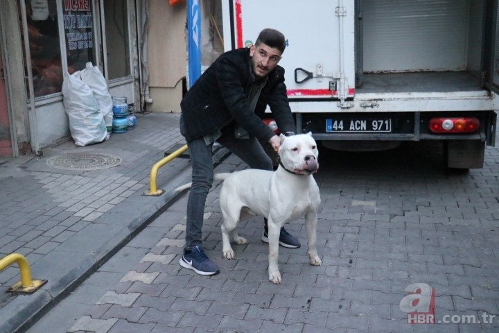 Son dakika: Malatya’daki pitbull köpekli saldırıda yeni gelişme: Tutuklandı