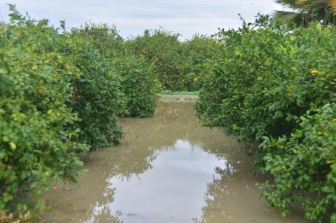 Adanada yoğun sağanak yağış sebebiyle tarım arazileri sular altında kaldı