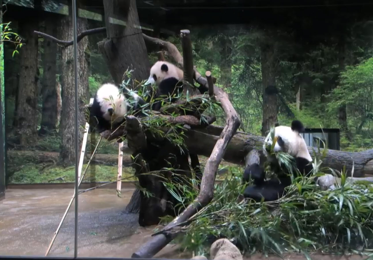 İkiz pandalar ilk kez görüntülendi