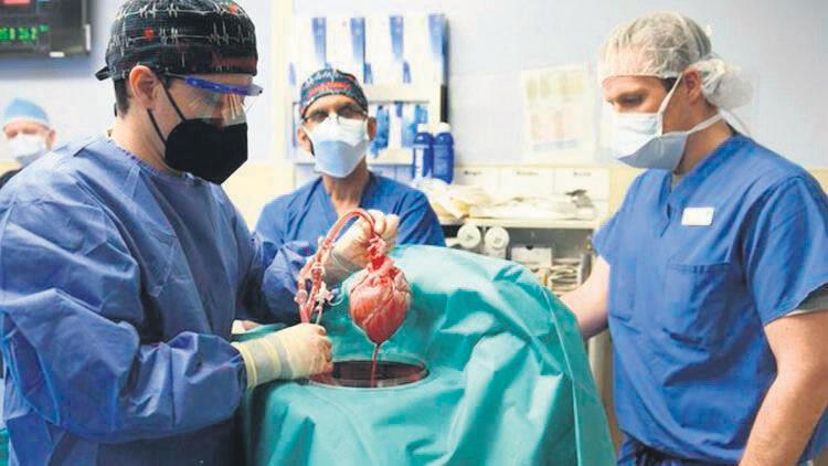 Herkes insana domuz kalbi naklini konuşuyor! Operasyonun esin kaynağı Türk doktor Burçin Ekser konuştu: İnsan hücresinden organ üreteceğiz