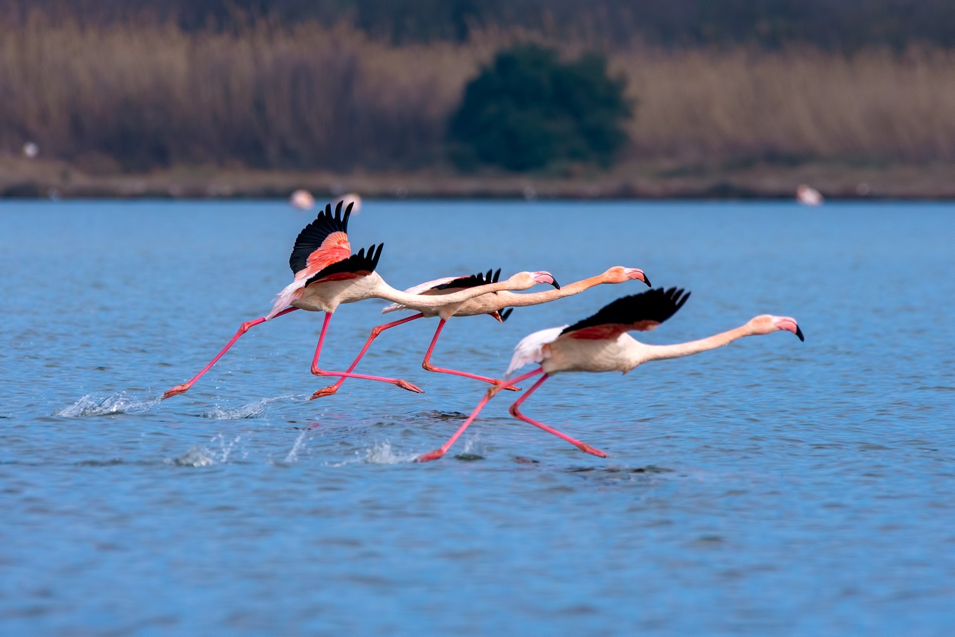 Flamingolar kuş otelinde yaptığı danslarla mest etti!