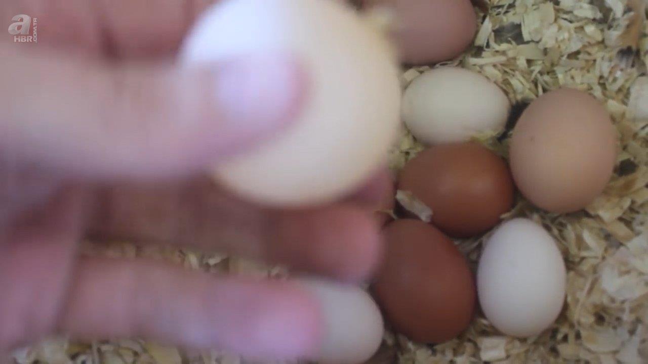 Beslediği tavuğun yumurtasını almak için kümese girdi! Yumurtayı eline alınca gözlerine inanamadı