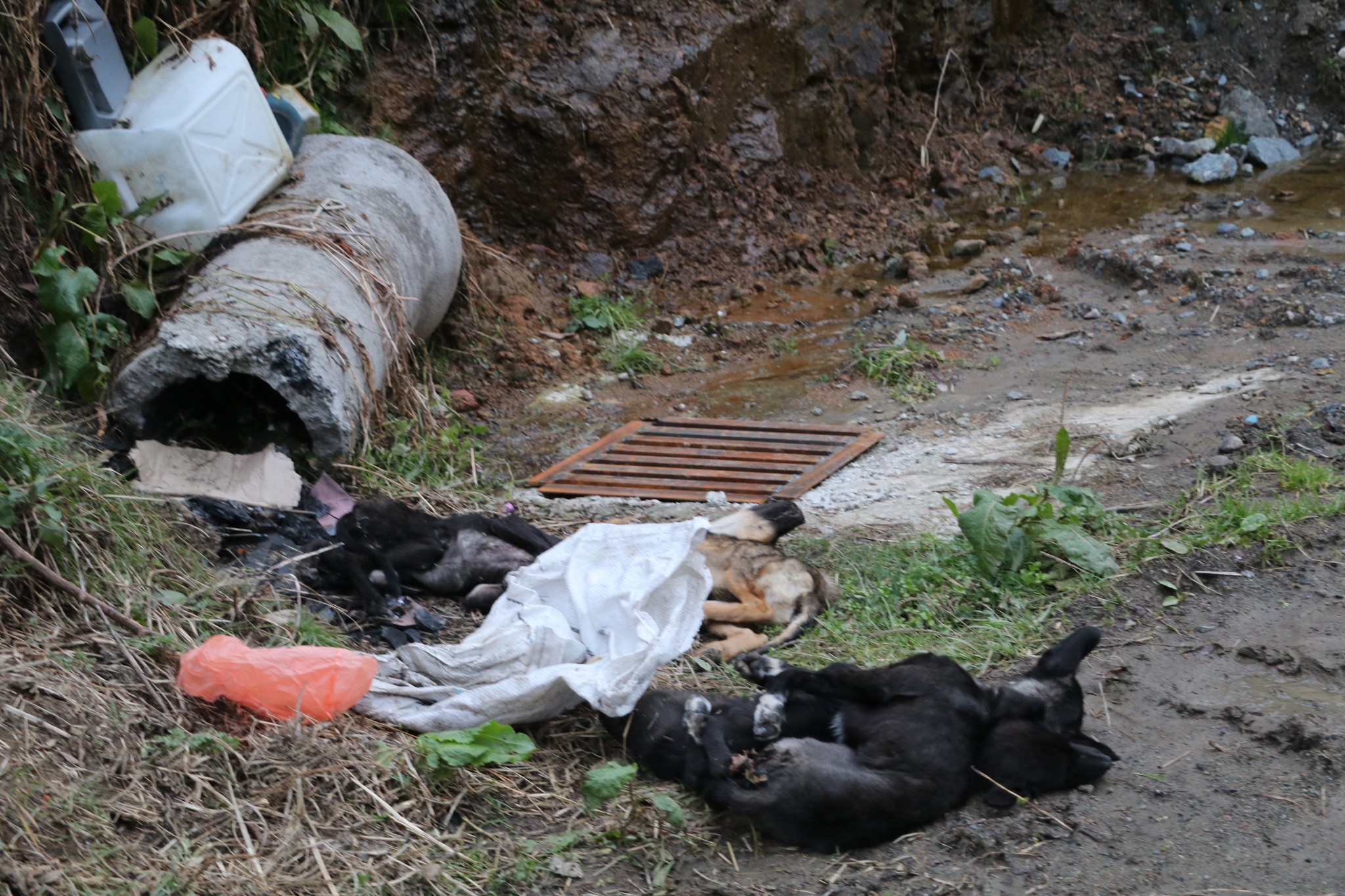 Rize’de köpeklerin şüpheli ölümü! Mahalleli ayağa kalktı: Vahşi bir durum