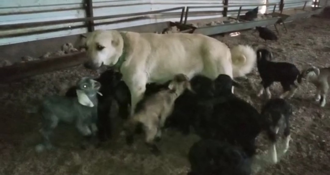 Kahramanmaraş’ta yürek ısıtan anlar: Çoban köpeği 30 yavru keçinin süt annesi oldu