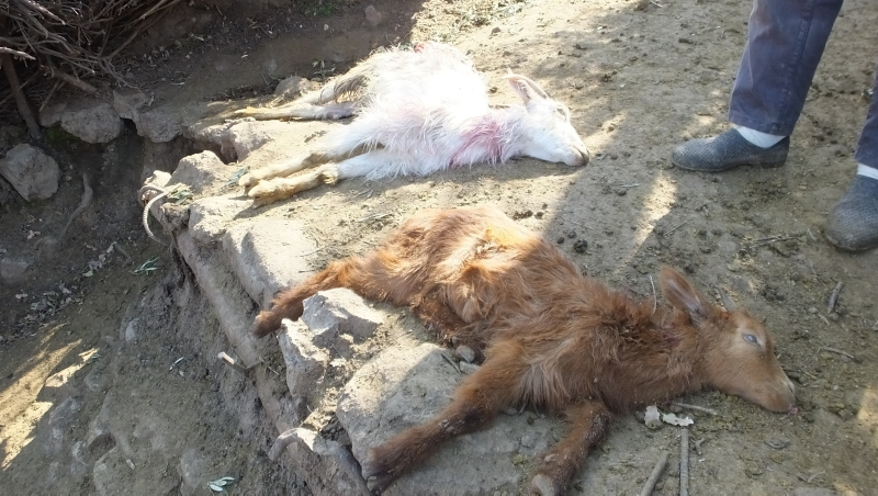 Başıboş köpekler bu kez de keçilere saldırdı! 8 hayvan telef oldu