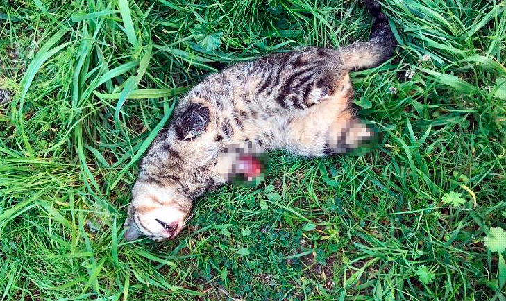 Sayıları 7’ye yükseldi: Manisa’da bir kedi daha bacakları kesik halde ölü bulundu