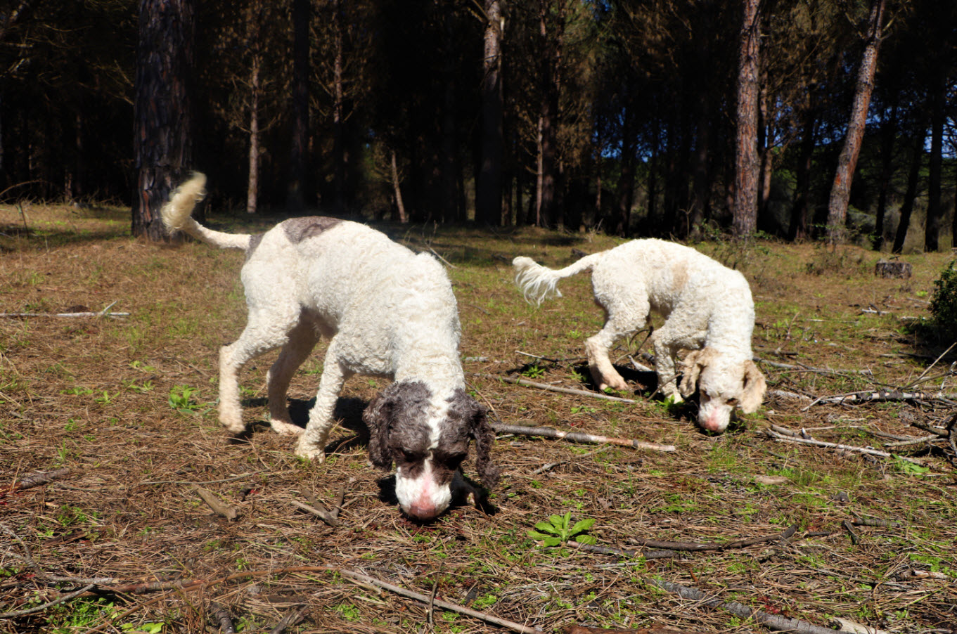 Dünyanın en pahalı mantarını özel eğitimli köpekler buluyor! Kilosu 1500 TL