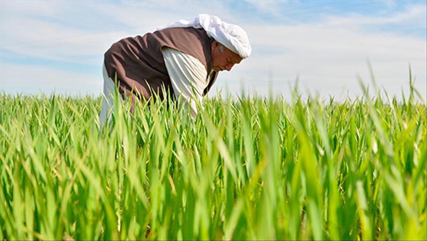 Bakan Vahit Kirişci: Çiftçilere 291,2 milyon liralık destek ödemesi yapılacak