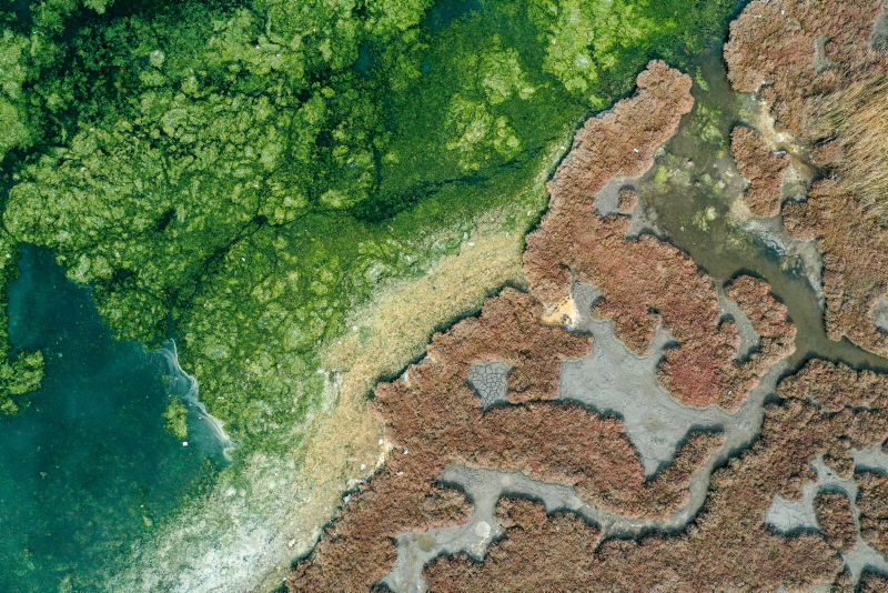 İzmir Körfezi’nde korkutan tablo! Deniz yosunu yeniden yayılıyor