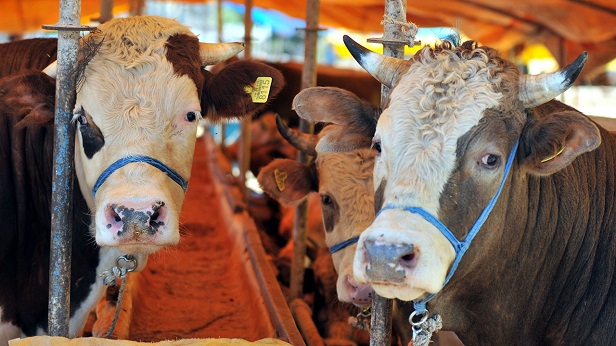 Carrefoursa 2024 Kurbanlık Fiyatları Belli Oldu! 9.750 TL’den Başlıyor: Büyükbaş Hisse Paketi ve Küçük kurbanlık fiyatı ne kadar? - 3