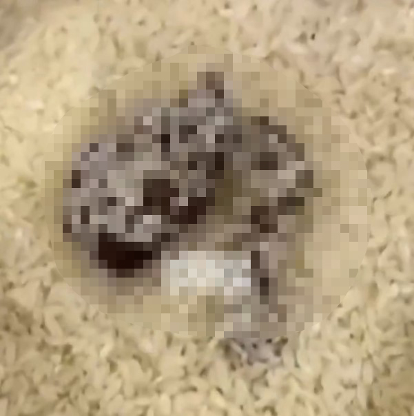 Mersin’de skandal görüntü! Açıkta satılan pirinçte kedi dışkısı - 2