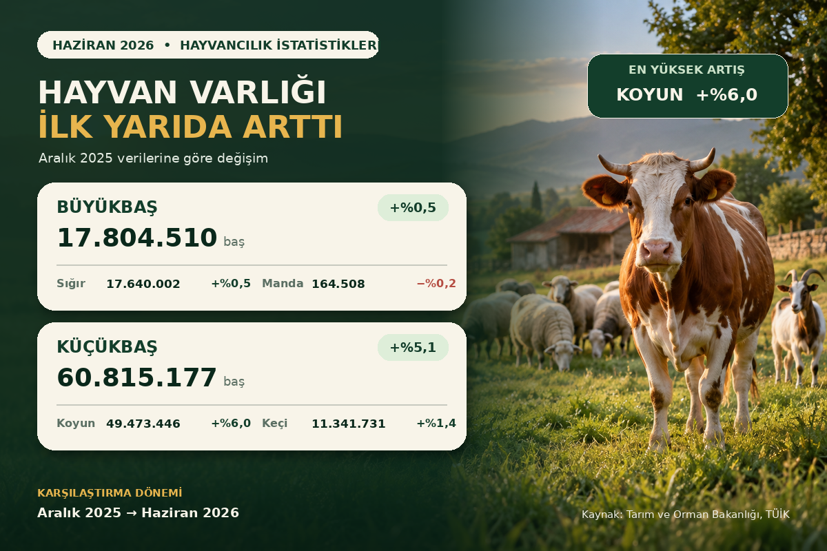 Türkiye’nin toplam hayvan varlığı 2026’nın ilk yarısında yükselirken, sayısal büyümenin ağırlık merkezi küçükbaş hayvancılık oldu. (Görseller: A Haber Grafik Ekibi ve A Haber Foto Arşiv)