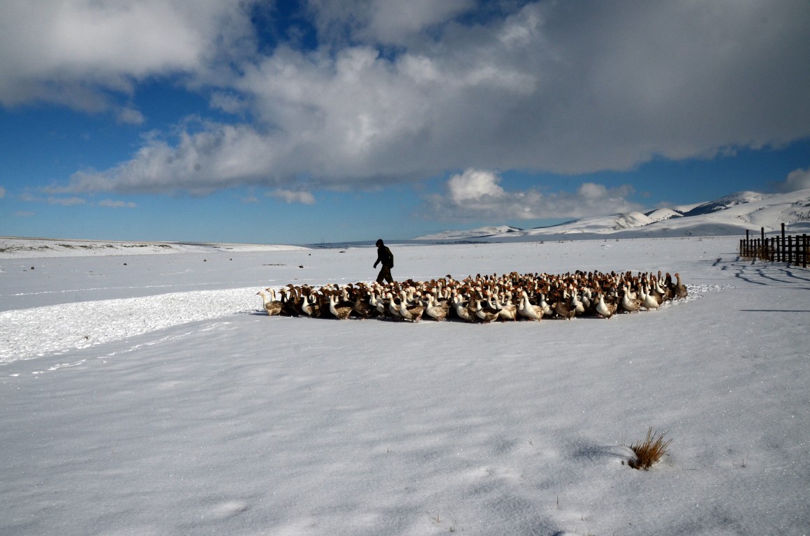 Kars Sarıkamış’ta kaz kesimi başladı