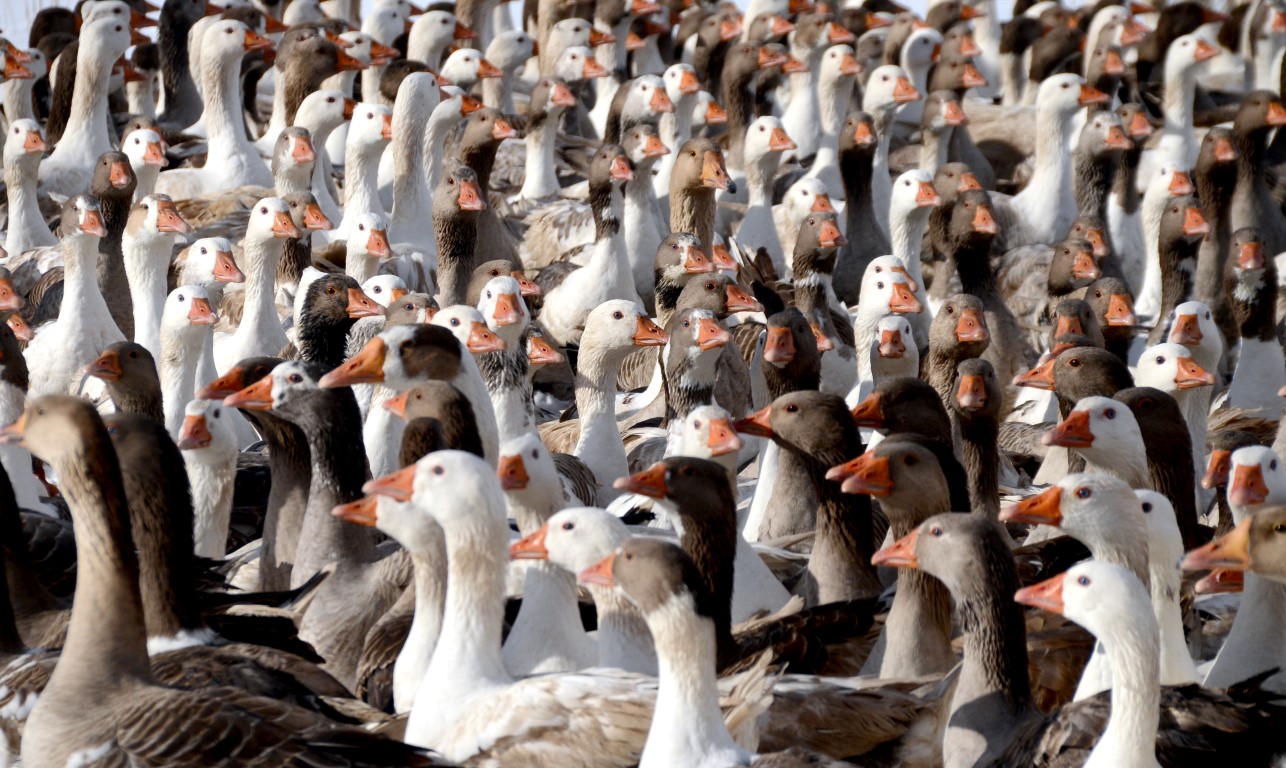 Kars Sarıkamış’ta kaz kesimi başladı