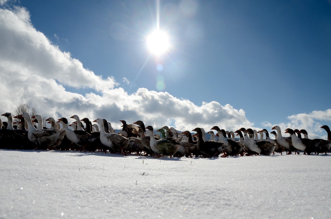 Kars Sarıkamış’ta kaz kesimi başladı