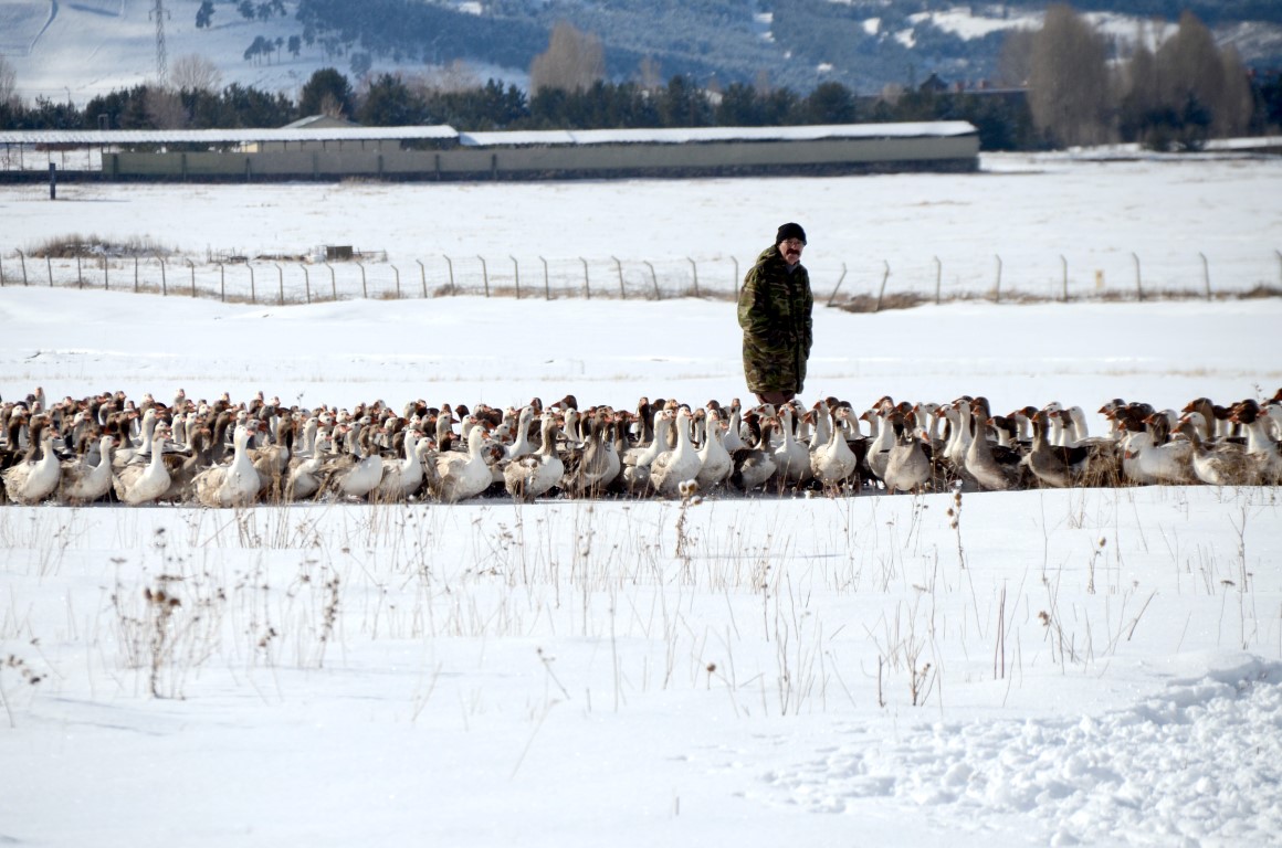 Kars Sarıkamış’ta kaz kesimi başladı