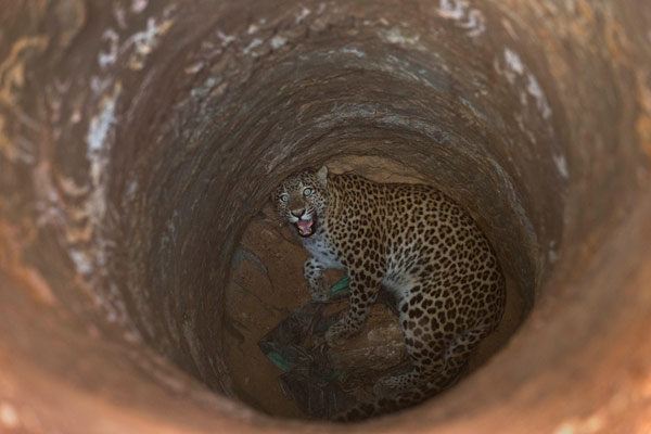 Su kuyusuna düşen leopar böyle kurtarıldı