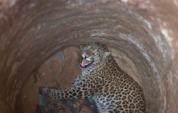 Su kuyusuna düşen leopar böyle kurtarıldı