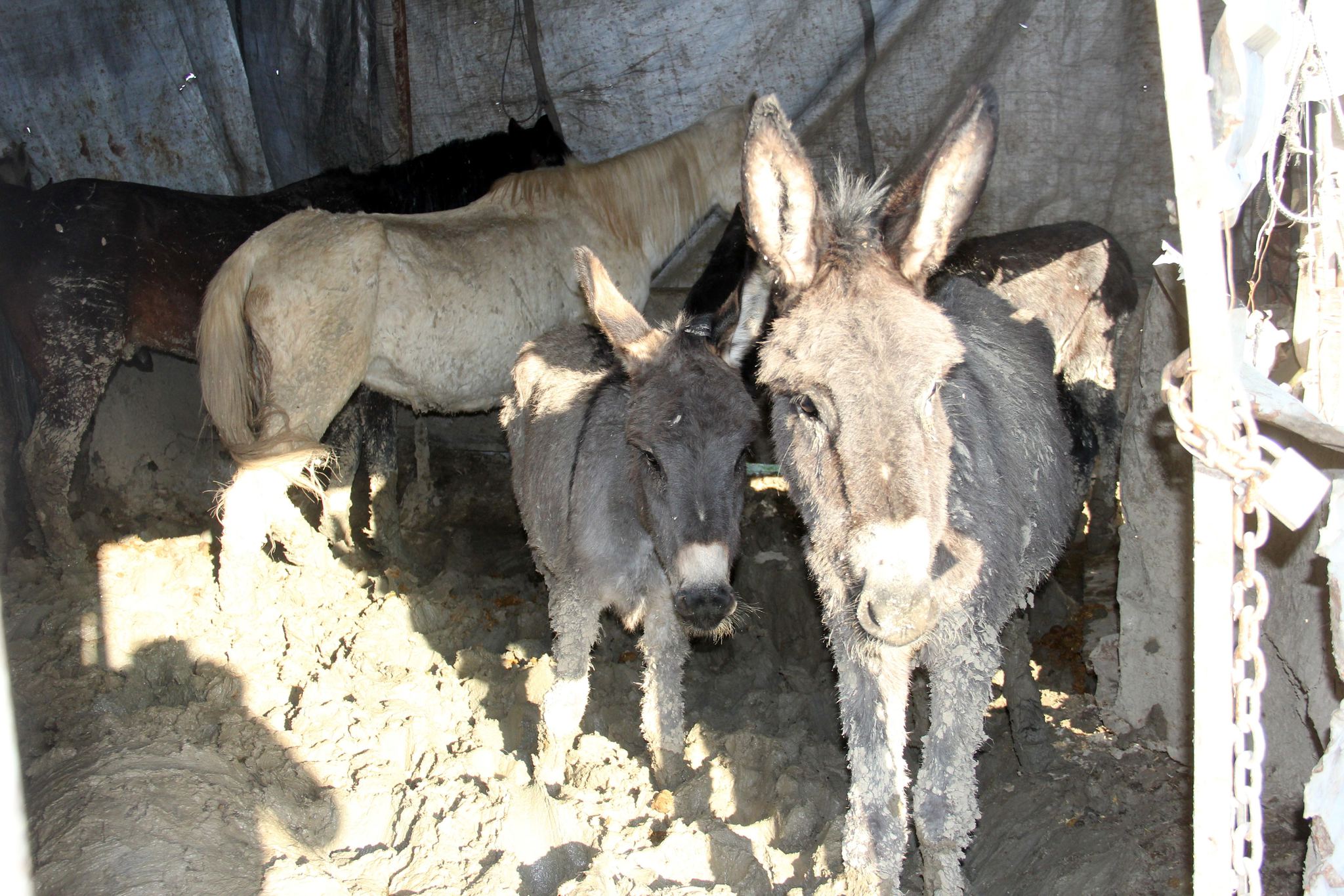 Adana’da at eti operasyonu