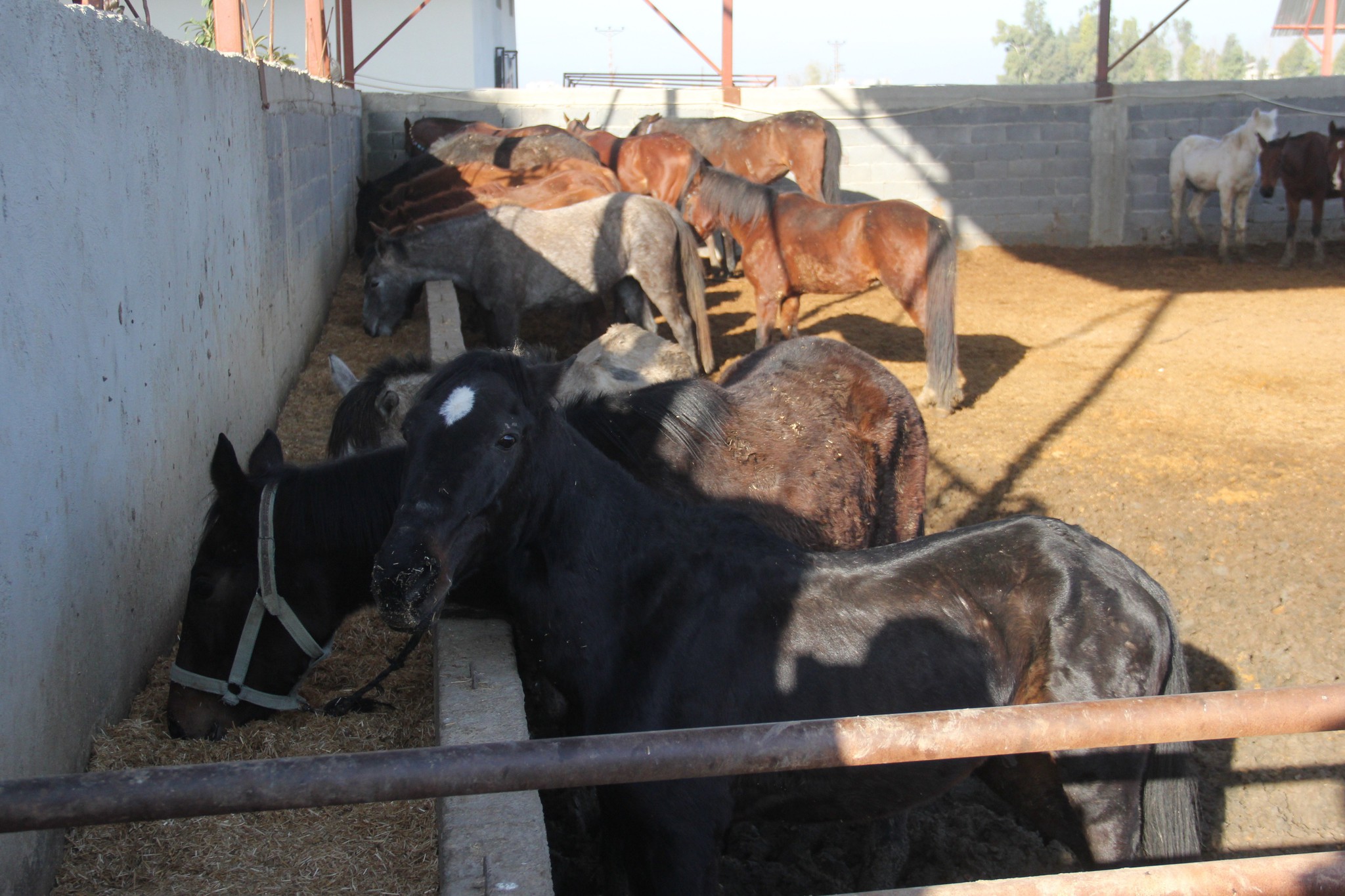 Adana’da at eti operasyonu