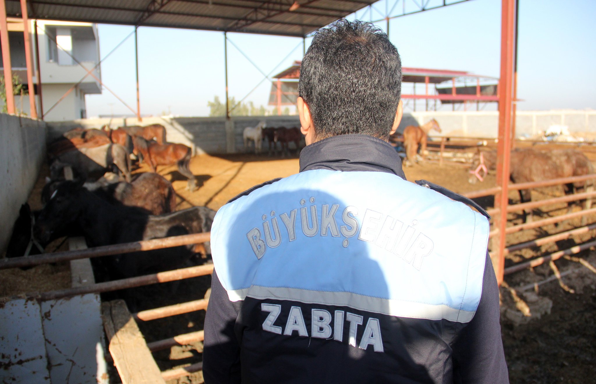 Adana’da at eti operasyonu