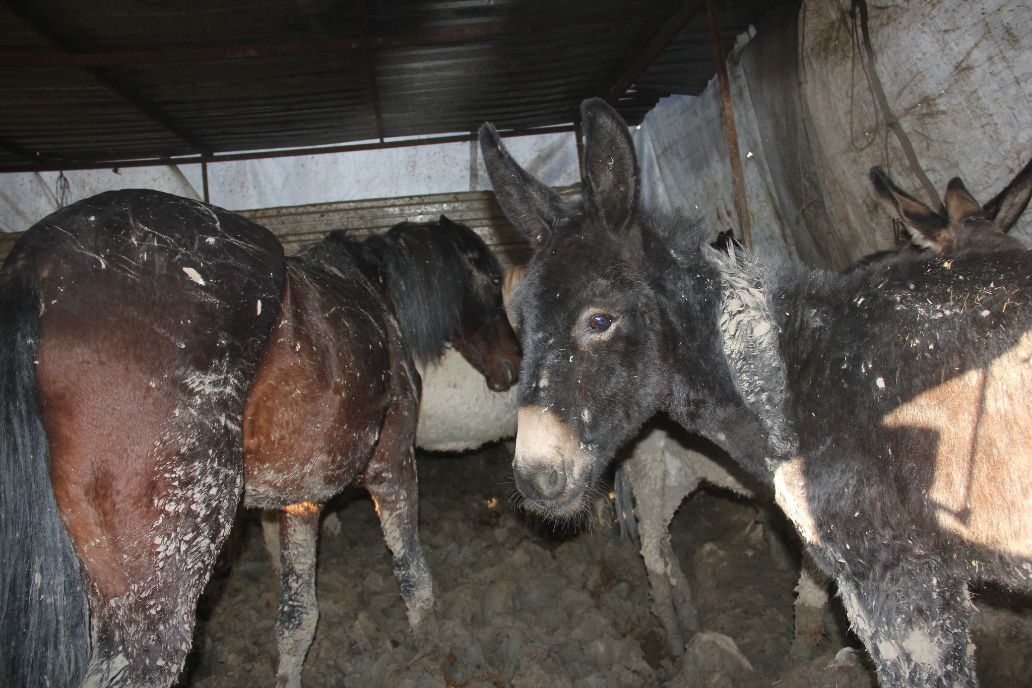 Adana’da at eti operasyonu