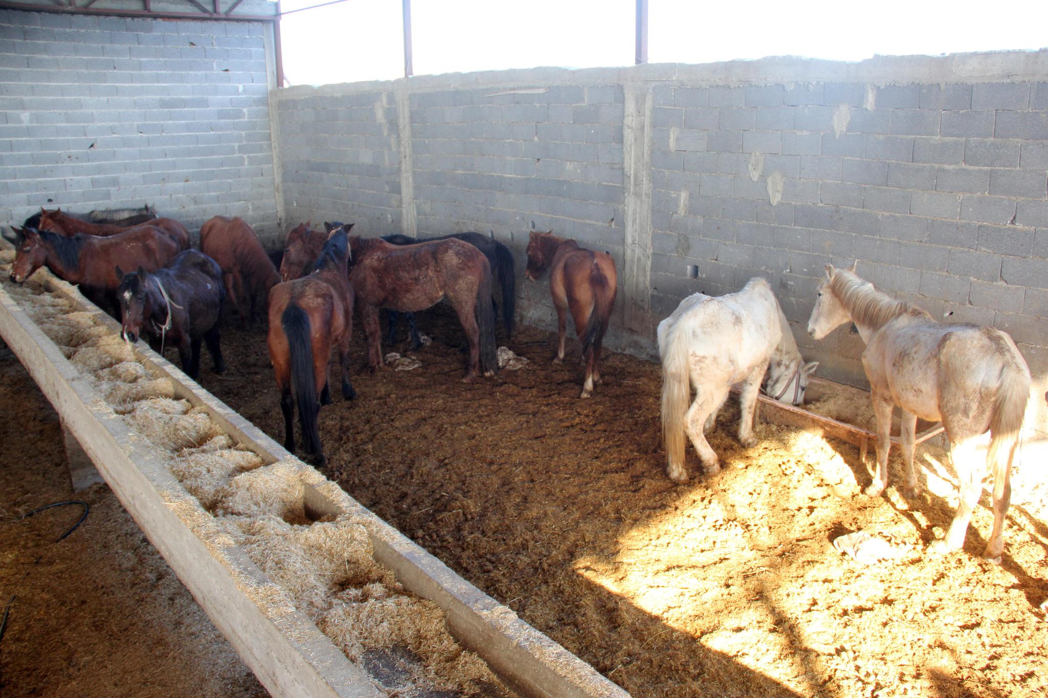 Adana’da at eti operasyonu