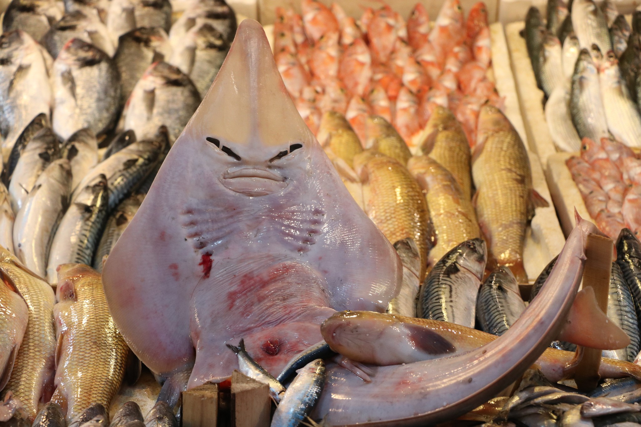 Mersin’de balıkçıların ağına takılan insan yüzlü balık, görenleri hayrete düşürüyor